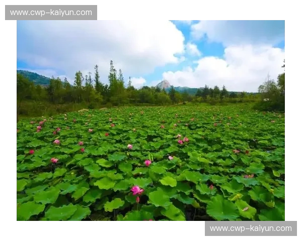 仙台vs天鹅：一场跨越山海的温柔邂逅